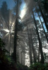 fog-in-trees-sombrio-canvas-print-H20