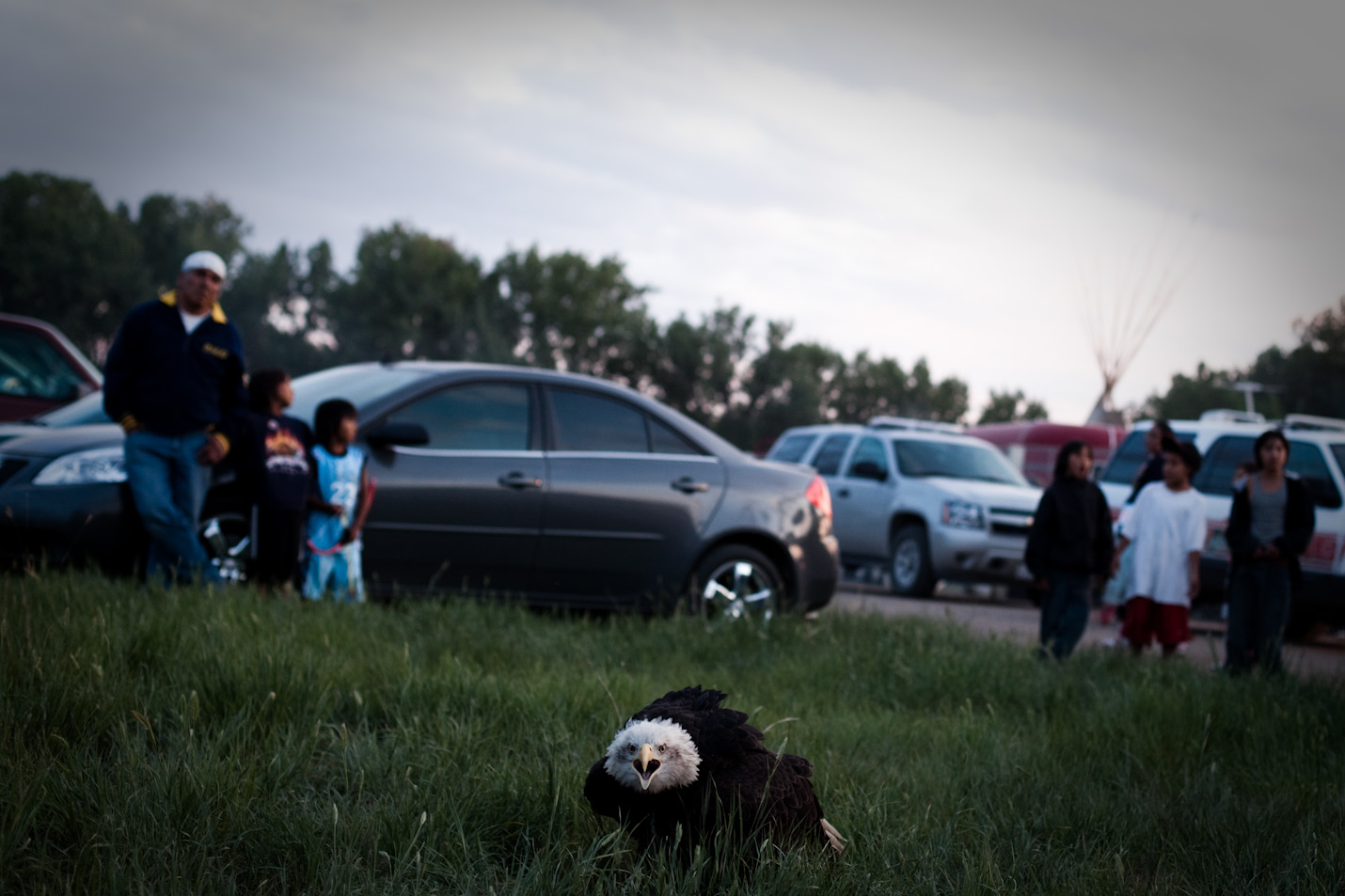 An eagle from the National Eagle Center rests after the opening ceremony of the Pow wow in Pine Ridge, South Dakota.  Eagles are considered one of the most sacred animals to the Lakota. 