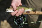 Christopher Collier holds a rainbow trout he caught along the Nantahala River near Nantahala, NC.  