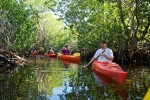 Andrew Clarke, right, leads a group of kayakers through mangrove trees near Big Pine Key, FL.