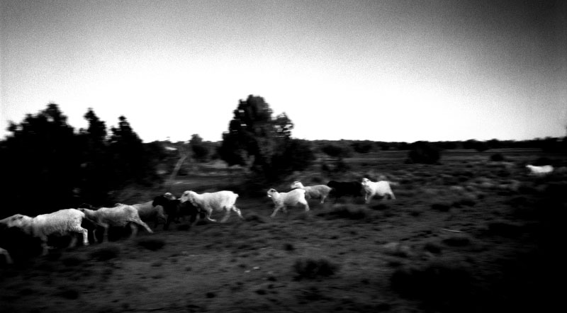 Churro sheep return to Navajoland