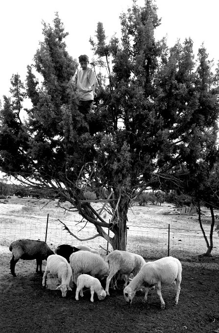 Shawn, dropping juniper berries to the lambs