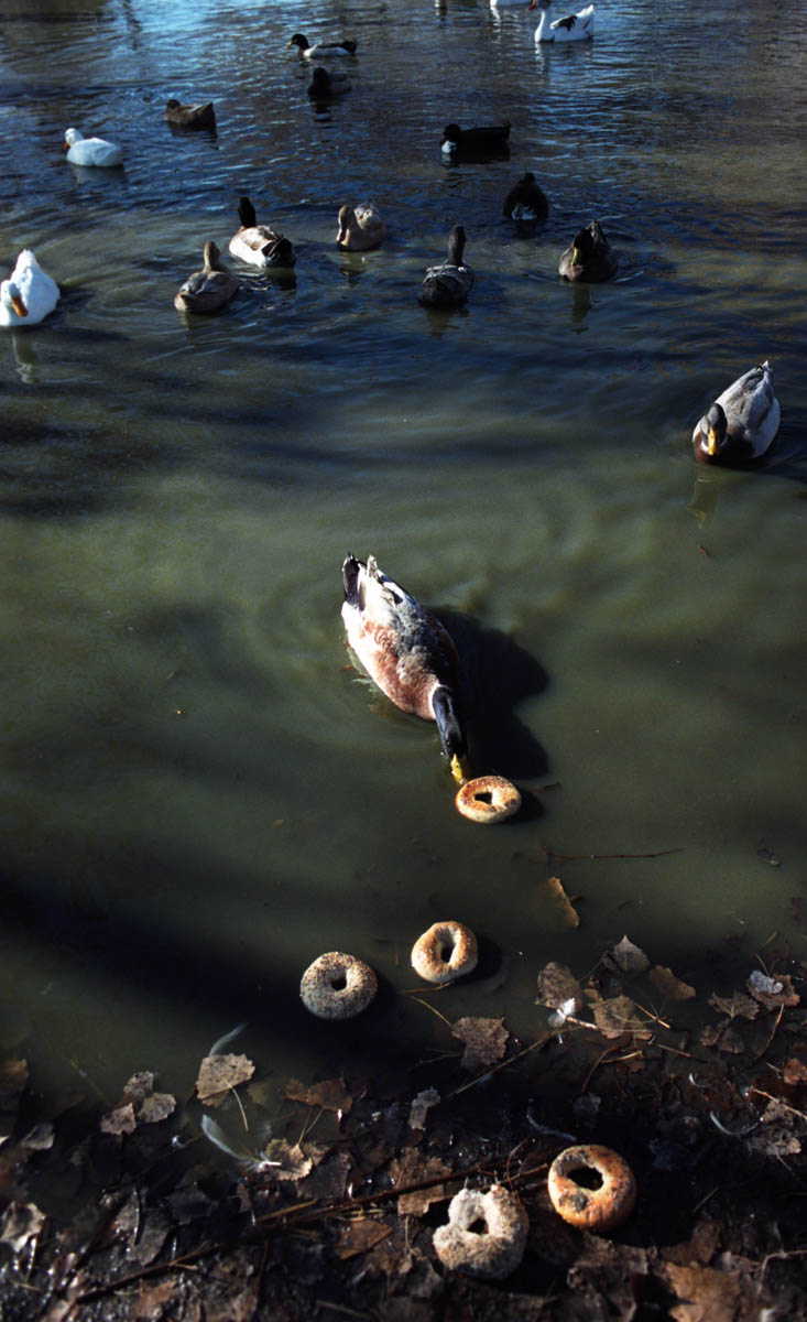 expired bagels, Evelyn's pond