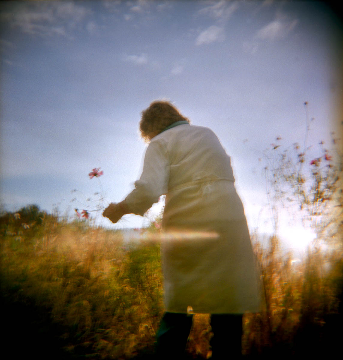 the last of summer's cosmos