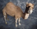 ANIMAL-PHOTOGRAPHY-ZACK-BURRIS-CHICAGO-CAMEL-LOOK