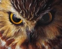 ANIMAL-PHOTOGRAPHY-ZACK-BURRIS-CHICAGO-OWL-FACE