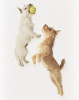 ANIMAL-PHOTOGRAPHY-ZACK-BURRIS-CHICAGO-TWO-DOGS-JUMPING
