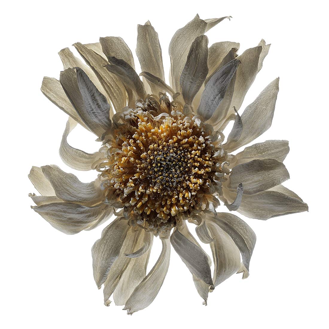 EXPERIMENTAL-PHOTOGRAPHY-ZACK-BURRIS-CHICAGO-DRIED-WHITE-FLOWER-S