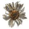 EXPERIMENTAL-PHOTOGRAPHY-ZACK-BURRIS-CHICAGO-DRIED-WHITE-FLOWER-S