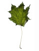EXPERIMENTAL-PHOTOGRAPHY-ZACK-BURRIS-CHICAGO-GREEN-DRIED-LEAF-V