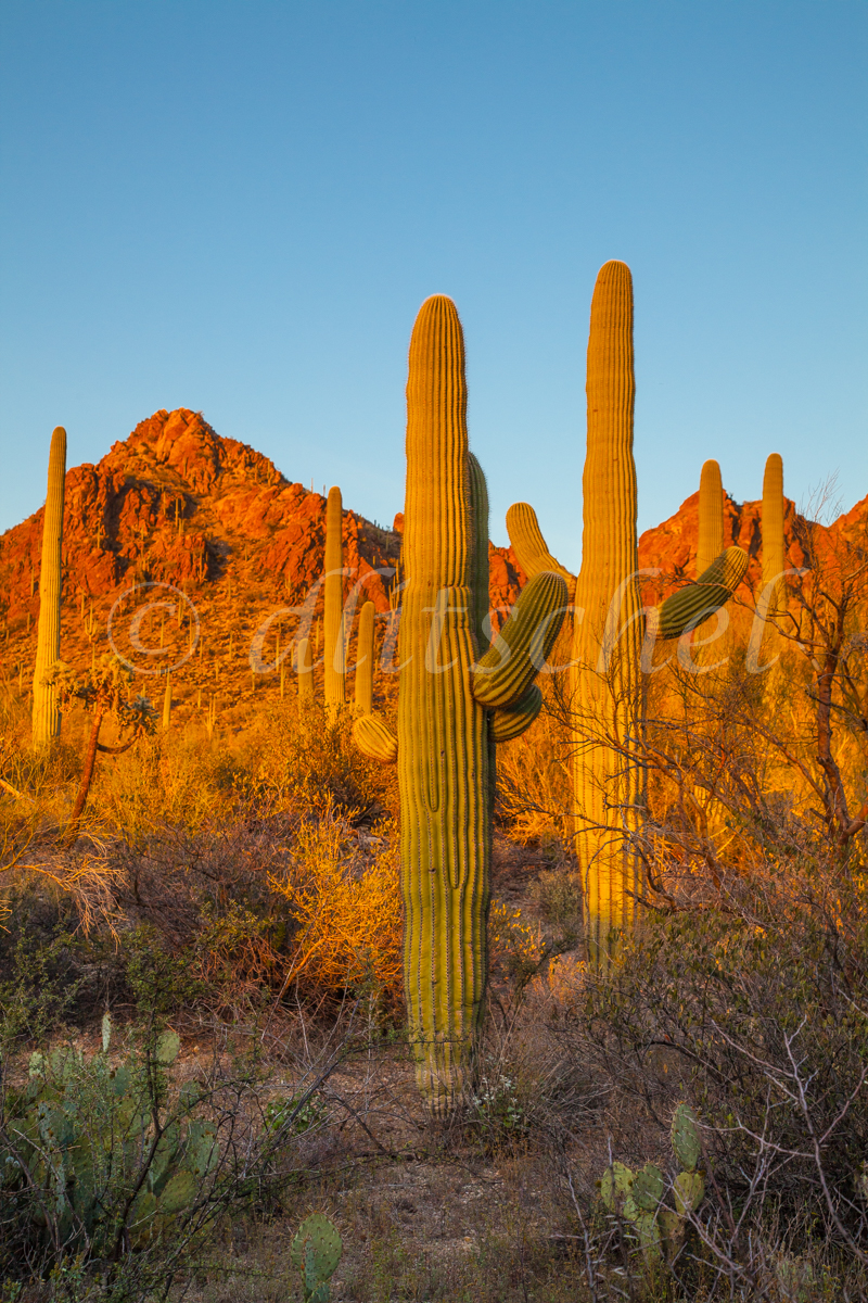 Arizona_saguaro_at_sunset-2471