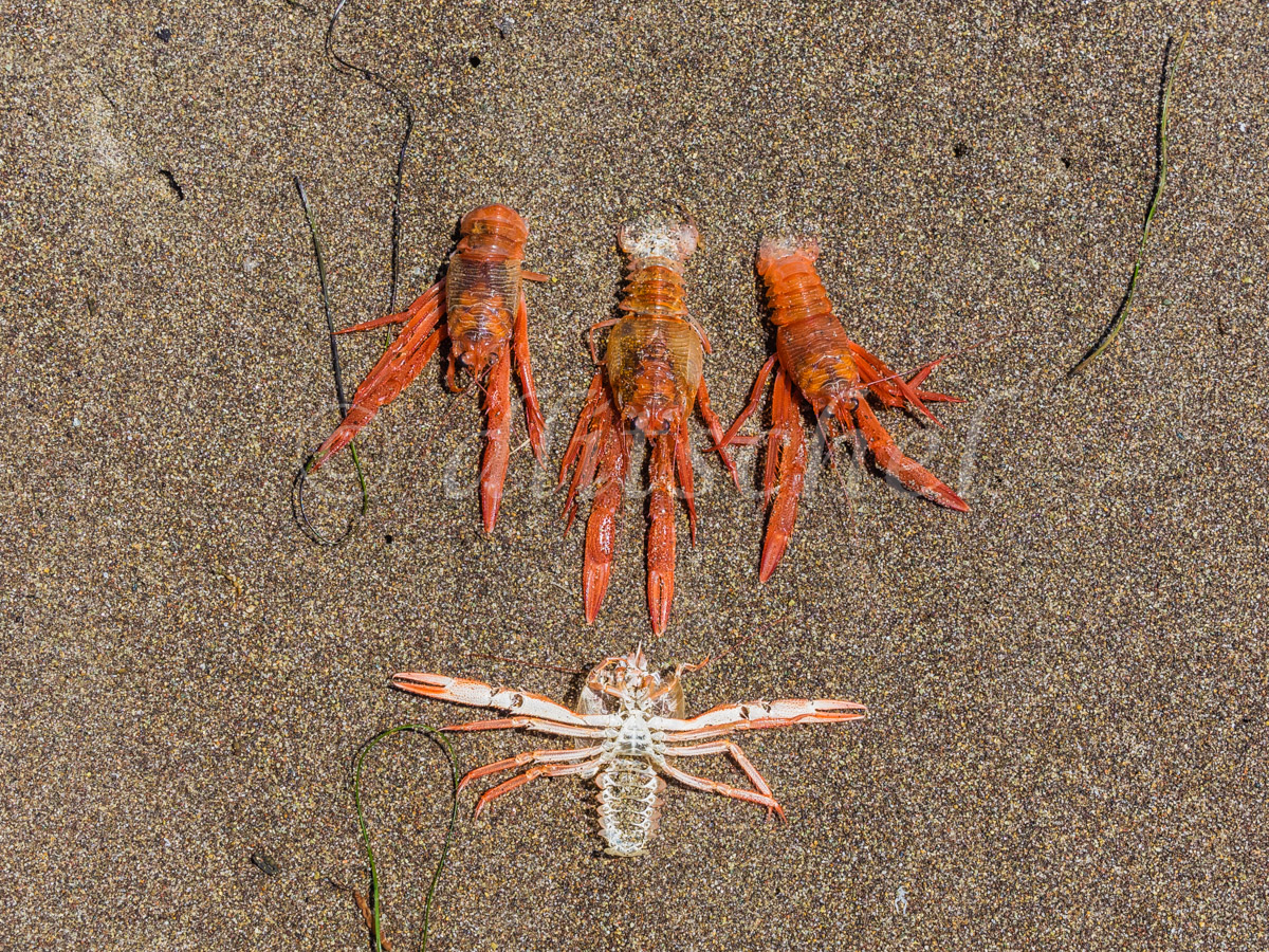 Crustacean die off on Santa Cruz Island. Santa Cruz Island is the largest of the eight islands in the Channel Islands of California.