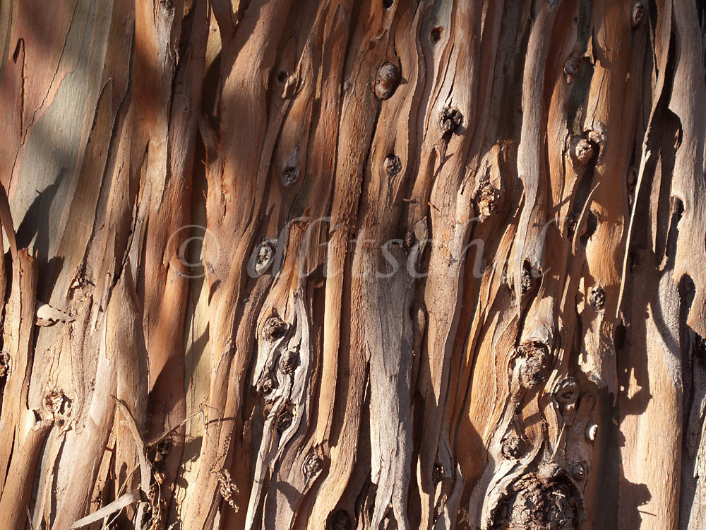 Eucalyptus bark peeling off of trunk of older tree creating interesting pattern of repeated form.