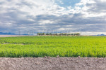Green fields of the Central Valley