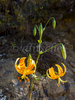 Humboldt\'s Lily, (Lilium humboldtii s. ocellatum) in the Lily family on Santa Cruz Island. Santa Cruz IslandSanta Cruz Island is the largest of the eight islands in the Channel Islands of California.