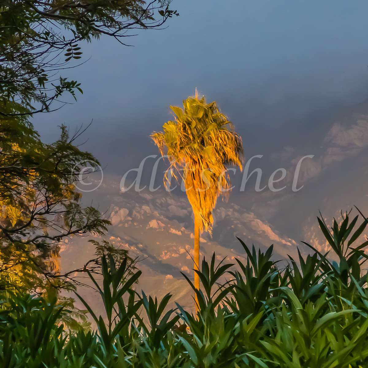 Palm tree at sunset
