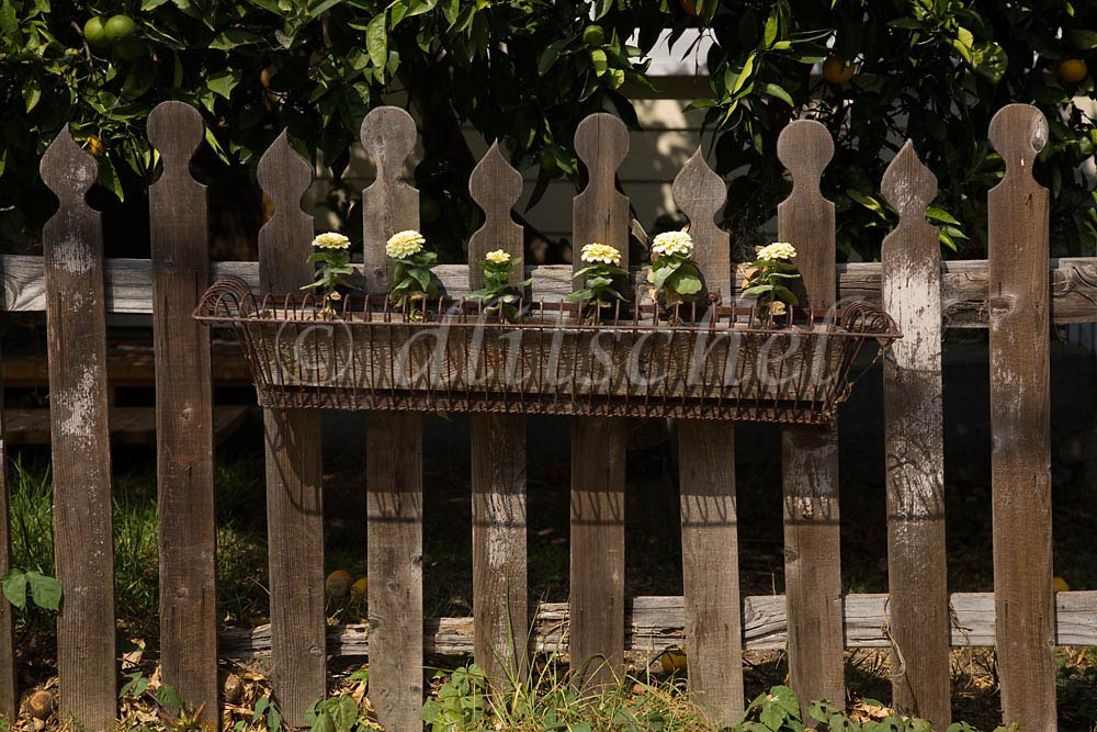 A Victorian picket fence in Summerland, California supports a planter box. To purchase this image, please go to my stock agency click here.