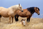 Two adult horses and one colt rest in the tall dry grass beside the Pacific Ocean on Santa Cruz Island, one of the Channel Islands, off the coast of Santa Barbara, California. To purchase this image, please go to my stock agency.