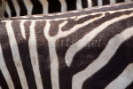 Zebra detail, in the Nogorongoro Crater, Tanzania, Africa. To purchase this image, please go to my stock agency click here.