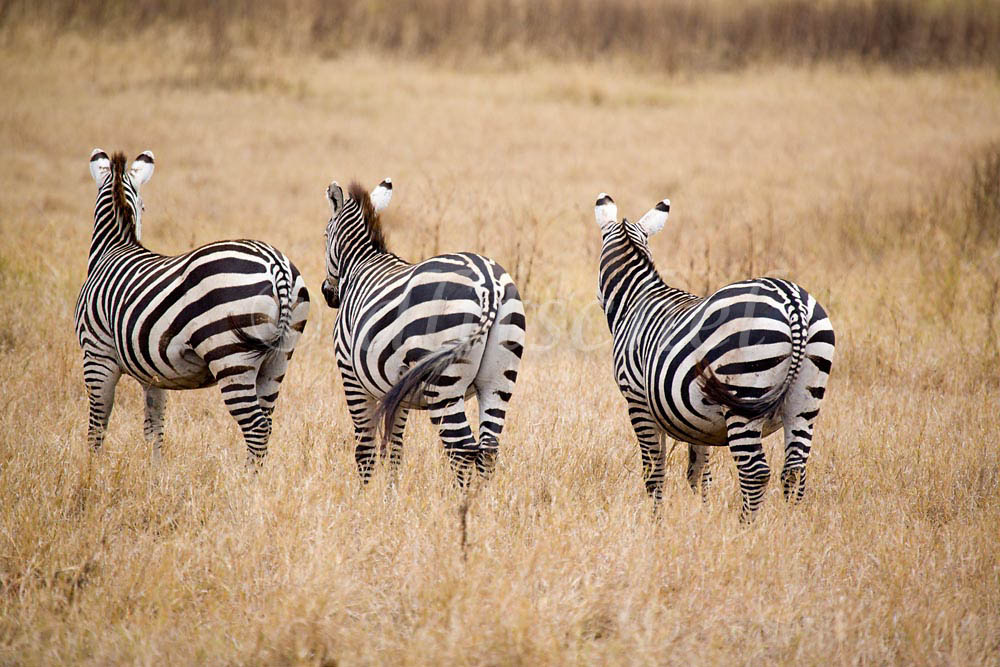 Three zebras leaving, in the Nogorongoro Crater, Tanzania, Africa. To purchase this image, please go to my stock agency click here.