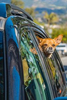 chihuahua_looking_out_car_window-2