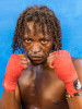 Havana Boxer
