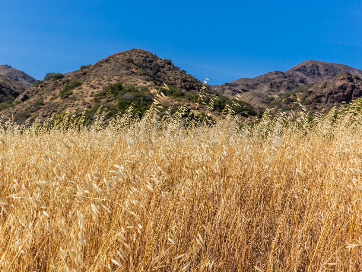 Dry Grass & Mountains, Santa Cruz Island, California. 