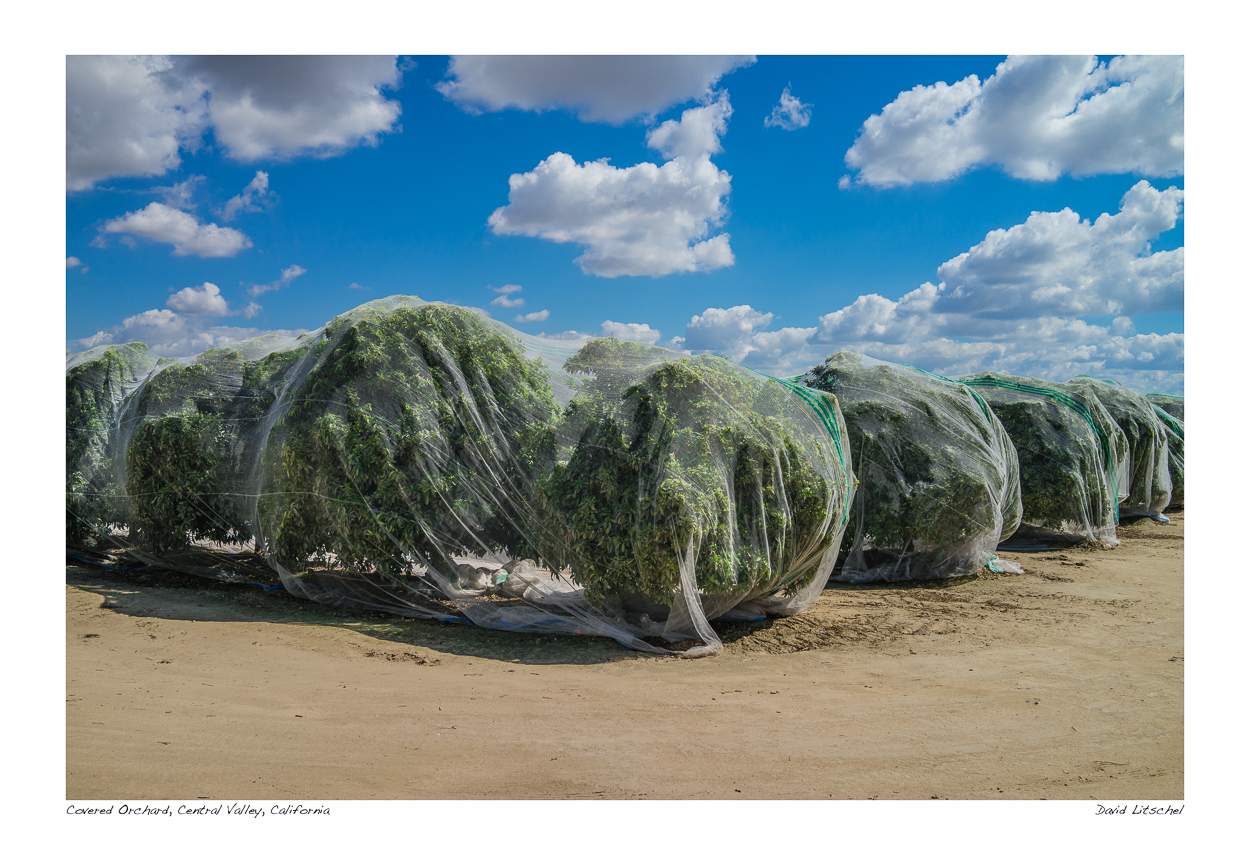 Fruit trees appear to be an art installation because of the netting covering them in the Central Valley of California.