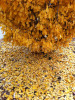 Detail of ginko tree in autumn dropping yellow leaves.