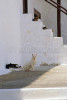 Five cats rest in the shade, in various postions of repose, on the Greek island of Hydra, one of the Saronic Islands, located in the Aegean Sea between the Saronic Gulf and the Argolic Gulf. To purchase this image, please go to my stock agency click here.