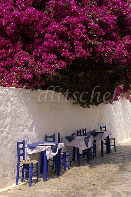 A giant bouganvilla plant overhangs the sidewalk cafe tables on the Greek island of Hydra, one of the Saronic Islands, located in the Aegean Sea between the Saronic Gulf and the Argolic Gulf. To purchase this image, please go to my stock agency click here.