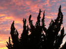 Interesting shapes of Hollywood juniper bushes against a dramatic sunset