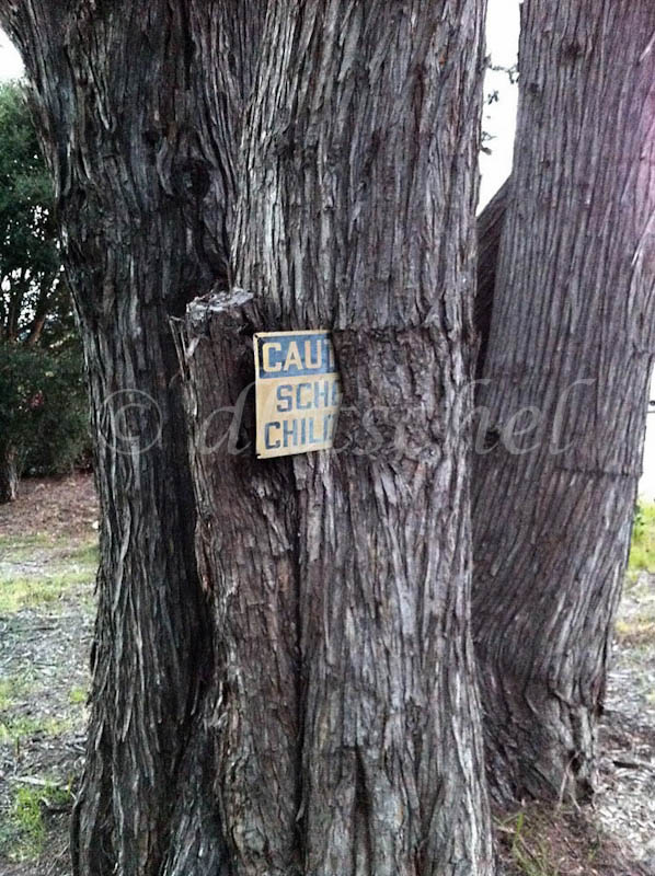 An old caution school crossing sign is embedded into a tree over the course of many years of tree growth.