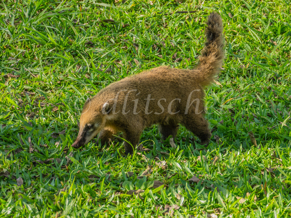 Coati animal on grass at Iguazu Falls, Brazil.