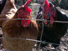 iphone_2Chickens