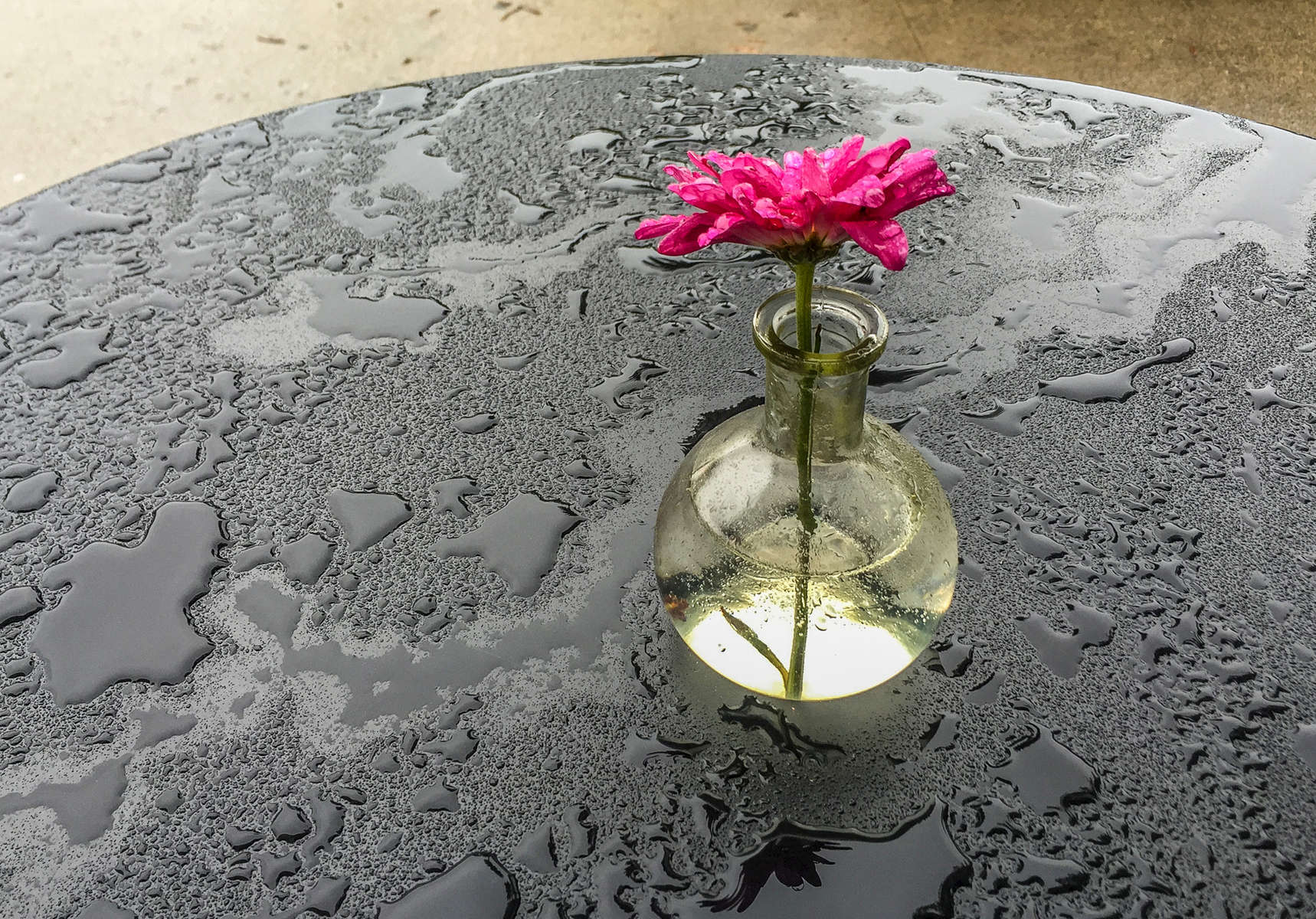 Single magenta colored flower in glass vase on wet table during rain in Santa Barbara at C'est Cheese restaurant.