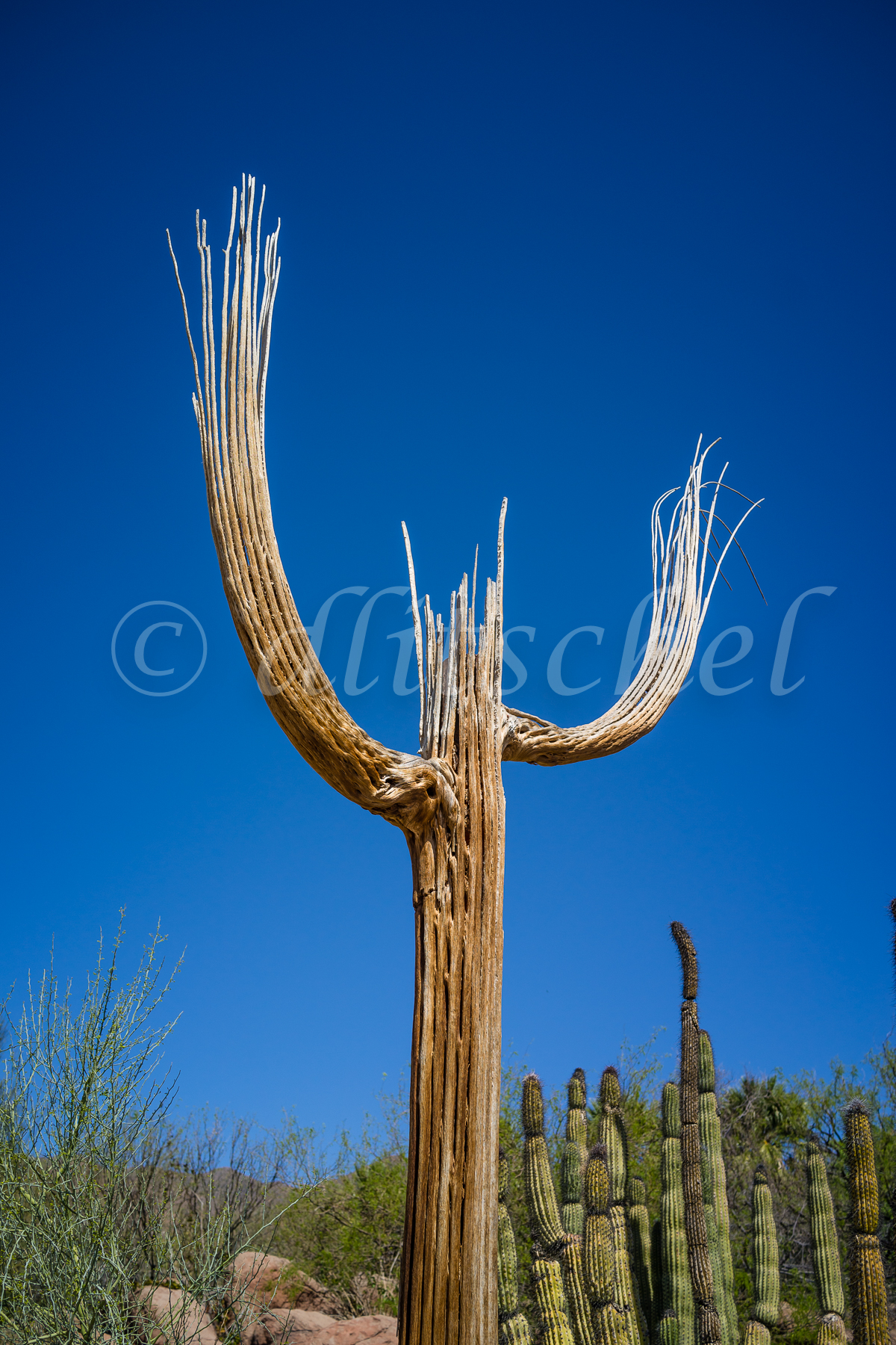 saguaro_cactus_skeleton-3903