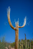 saguaro_cactus_skeleton-3903