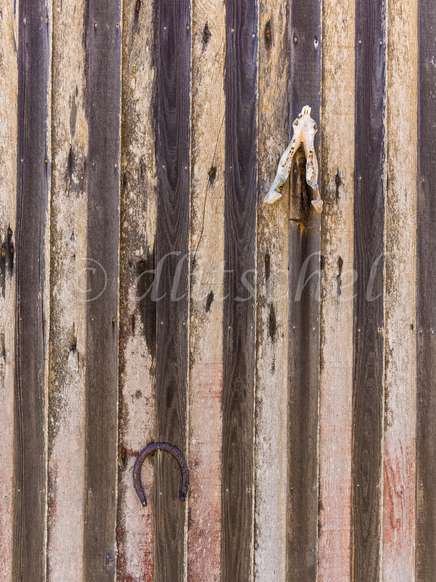 A small animal skull and a horseshoe nailed to a wooden wall made up of vertical slats, Santa Cruz Island. Santa Cruz Island is the largest of the eight islands in the Channel Islands of California.  