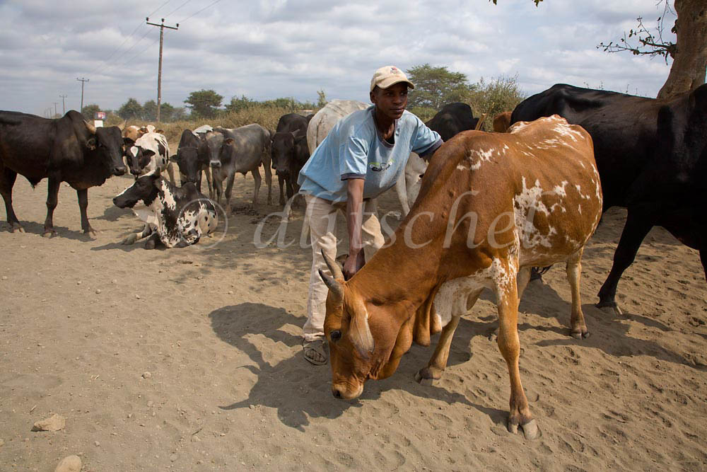 Young male cattle herder in outside of Arusha, Tanzania. To purchase this image, please go to my stock agency click here.
