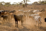 A Masai herd of cattle in the east African country of Tanzania. To purchase this image, please go to my stock agency click here.