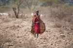 A Masai herder walks with the herd in the bush of Tanzania. To purchase this image, please go to my stock agency click here.