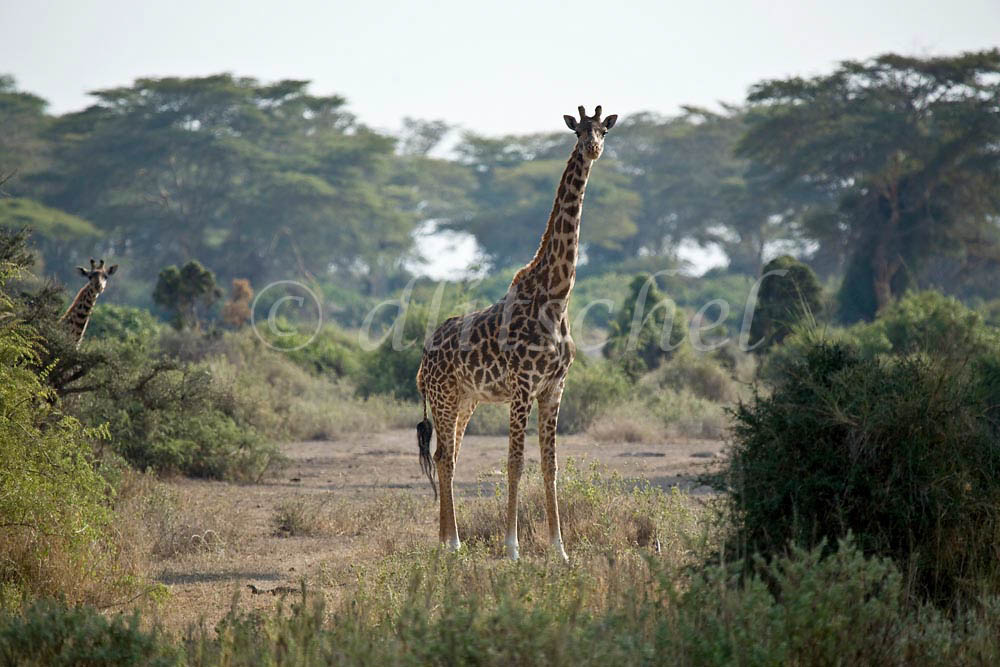 Two giraffes in the bush of the Sinya area of northern Tanzania near the border with Kenya. To purchase this image, please go to my stock agency click here.