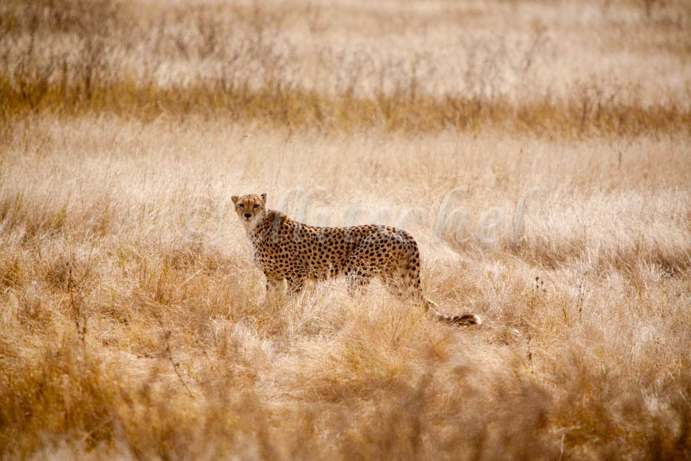 A cheetah stands with side of body visible and head turned toward camera staring forward in dry grasses of the Serengeti National Park in Tanzania .