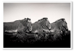 3-zebras