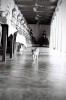 A temple cat walks through Wat Mahathat (Great Relic Temple)