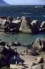 Boulders Beach in Cape Town is a popular spot for sunbathing and swimming.