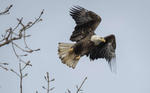 Bald eagle along Saint Joseph River in Osceola, Indiana.