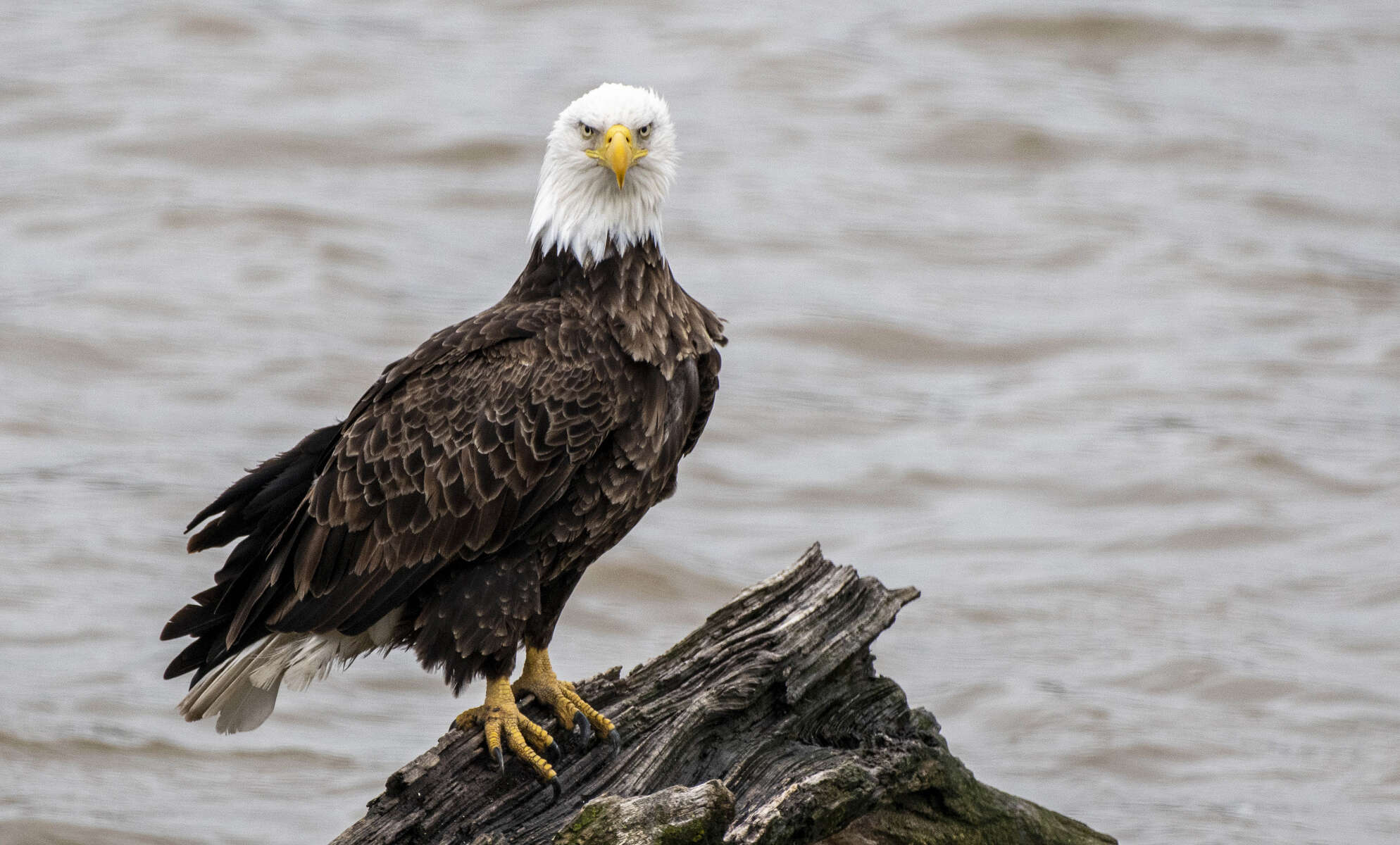 April 30, 2020; A bald eagle near the shore of St. Joseph River in Osceola, IN. (Photo by Barbara Johnston/University of Notre Dame) 