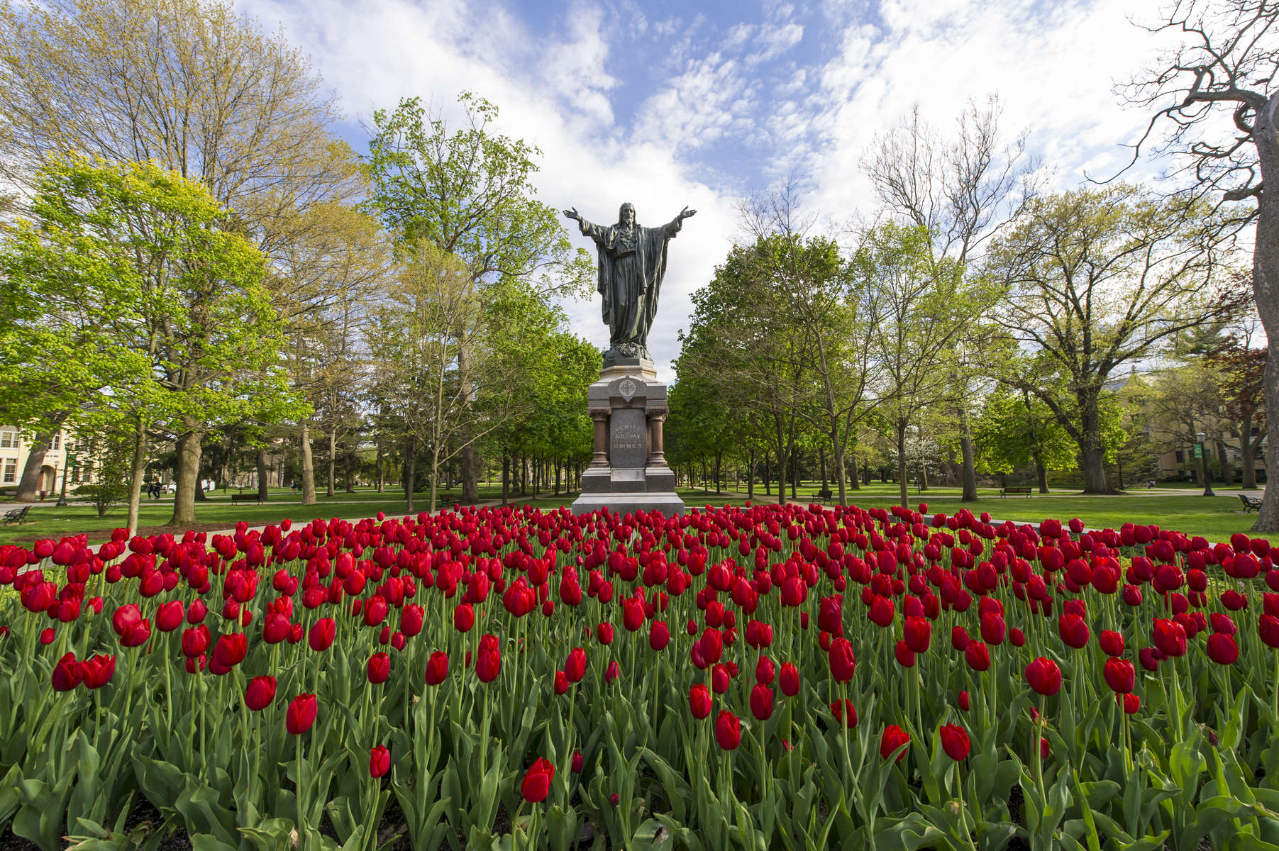 May 5, 2016; Tulips in full bloom in front of the Sacred Heart Jesus statue. (Photo by Barbara Johnston/University of Notre Dame)